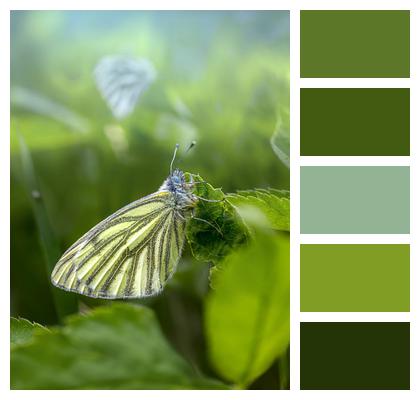 Butterfly Pieris Napi Green Veined White Image